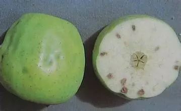 苹果缩果病防治方法,苹果缩果病怎么治疗最好