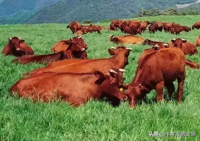 牛常见品种有哪些,牛的品种介绍及图片