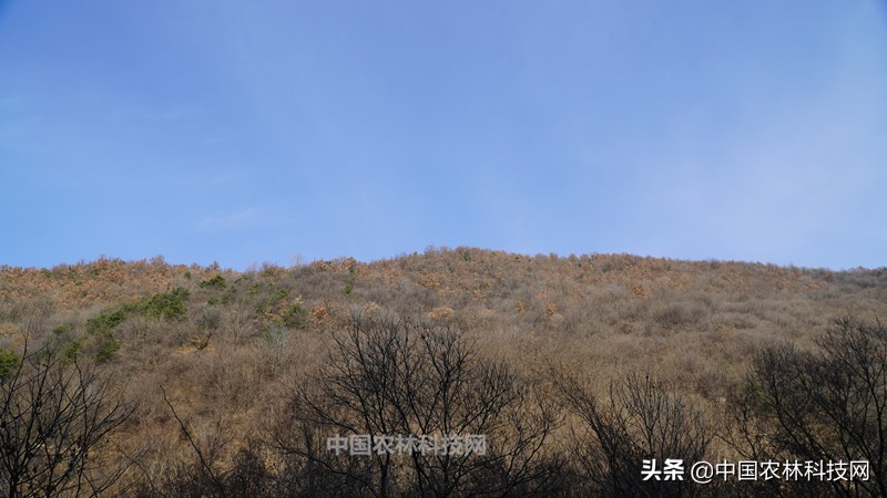 太白县鹦鸽镇药王谷,太白鹦鸽镇药王谷