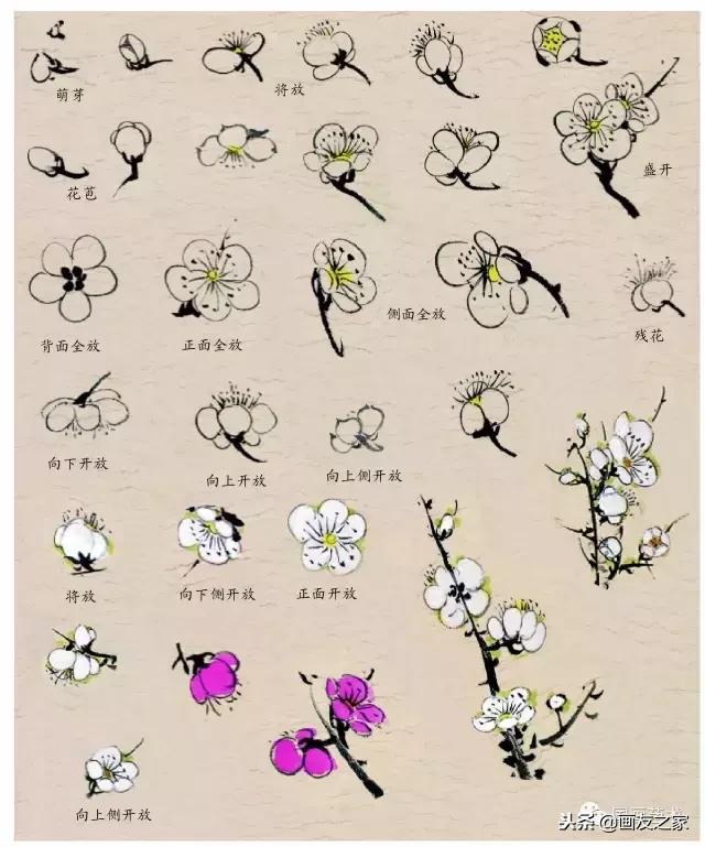 董寿平国画梅花老树干的画法,国画梅花花瓣的画法视频教程
