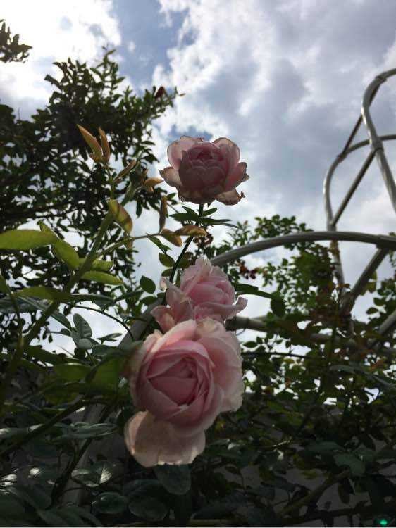 藤本月季自由精神,藤本月季自由精神和欢迎的区别