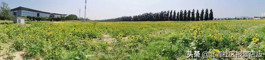 千亩向日葵游玩,百亩向日葵花海免费赏