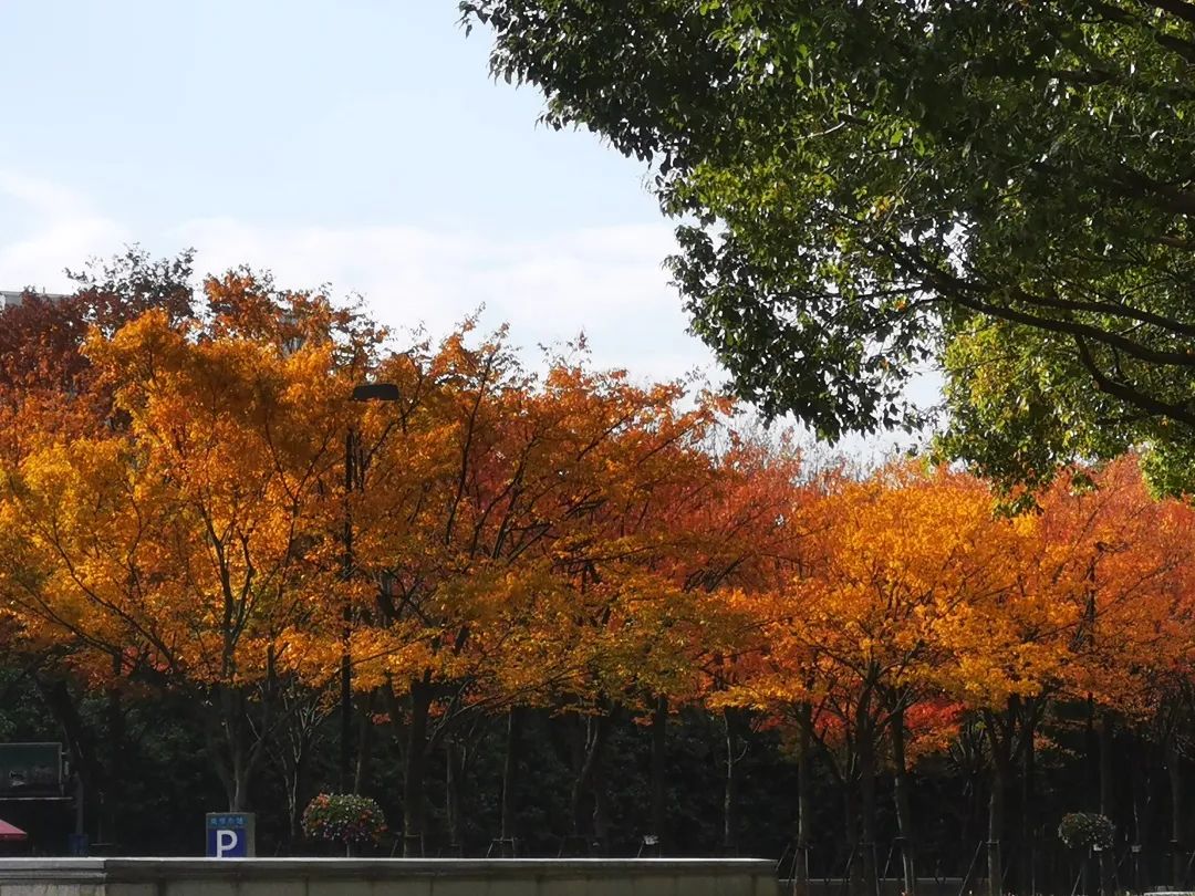 深秋回暖，安排！沪上各区的深秋美景，你准备好打卡了吗？