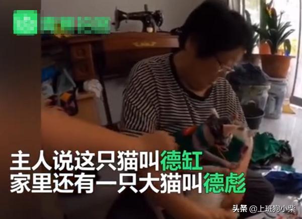 东北奶奶第一次见无毛猫,老奶奶给无毛猫织毛衣