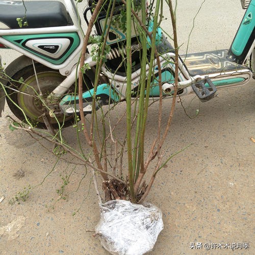 买回来的月季不长花骨朵怎么办,买回来的月季不开怎么回事