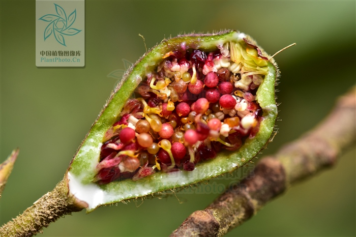 竹叶榕在北方能过冬天吗,琴叶榕功效好还是竹叶榕功效好