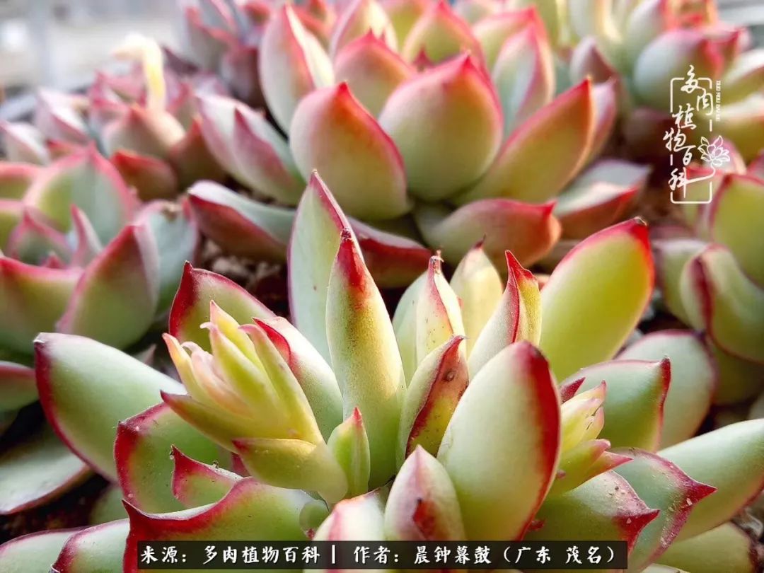 轻轻地告诉你，我的多肉也曾美过，不信你看看
