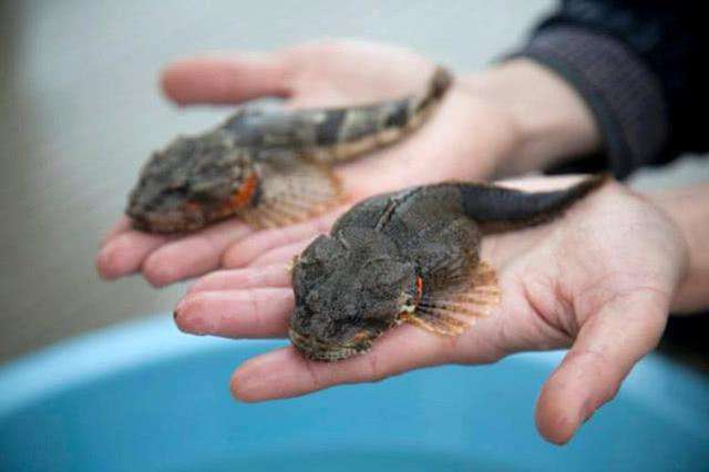 天价鱼多少钱一条,957万天价鱼