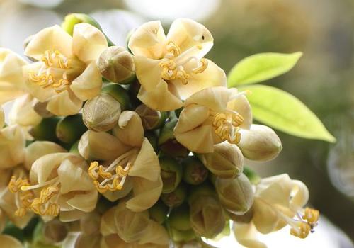 盘点世界各国国花你最喜欢哪种,盘点各国国花