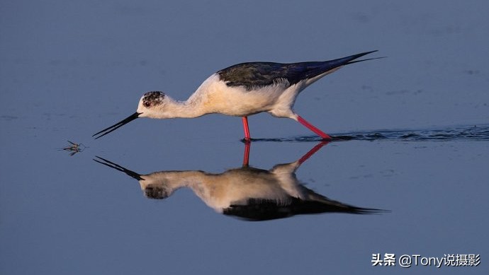 深度揭秘拍摄鸟类,如何拍鸟这些鸟类摄影技巧要学会