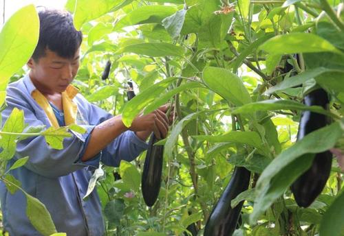 茄子怎么种才能结的又多又大 (茄子怎么种才结的多)
