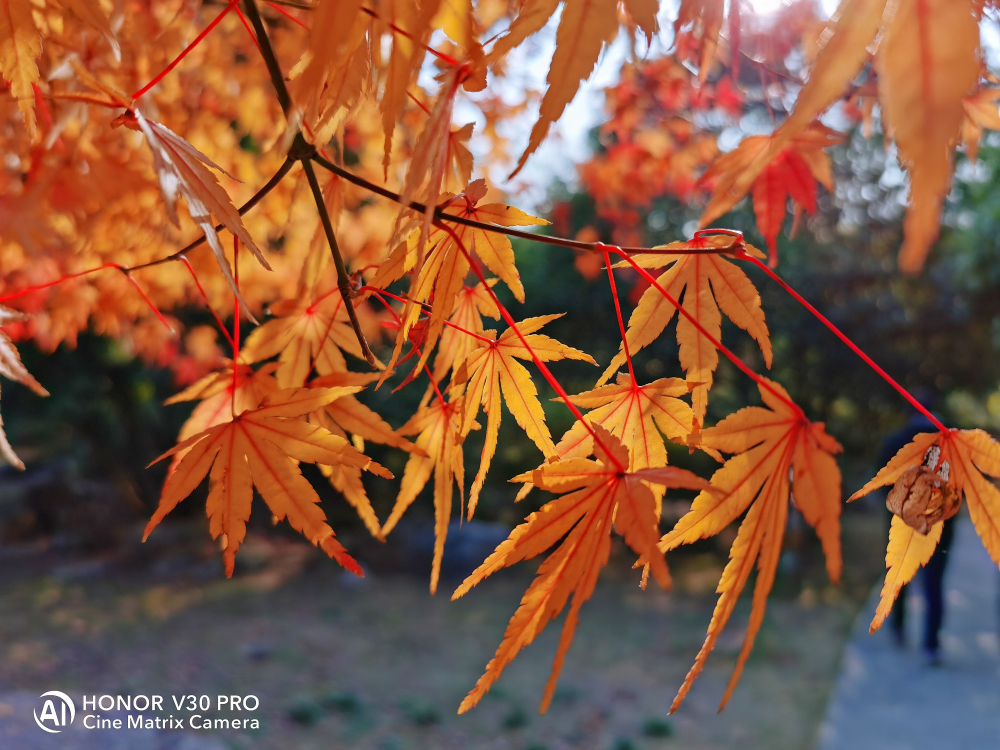 荣耀v30pro还有哪些不知道的功能,荣耀v30pro用了半年体验感怎样