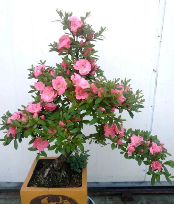 刚收到杜鹃花需要做什么,刚栽的杜鹃花需要浇水吗