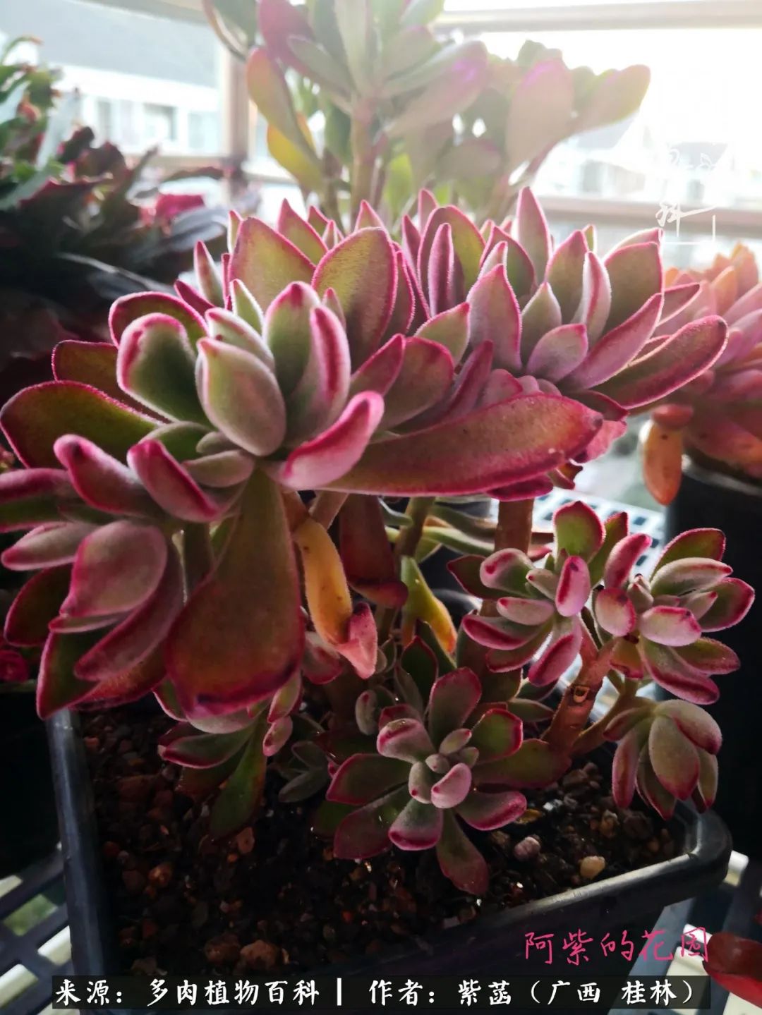 如何在夏天买的多肉度夏,多肉度夏好帮手