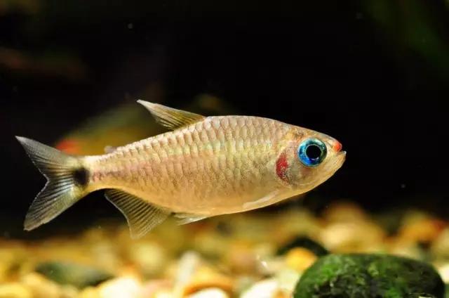 灯鱼草缸造景教程,草缸造景养什么鱼