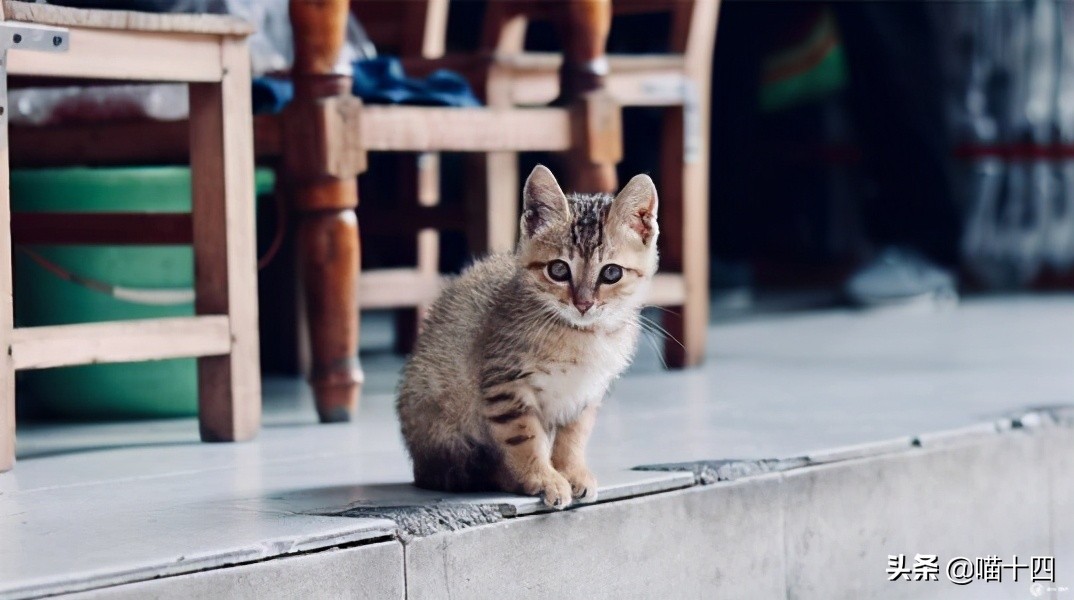 别让宠物医院榨干铲屎官的钱包——小毛病,不求人「外创篇-下」