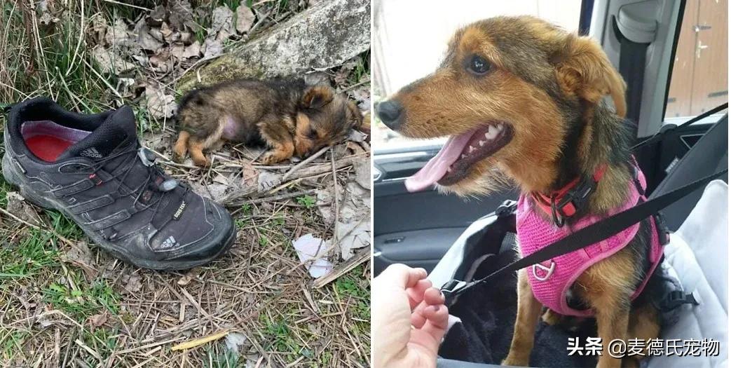 小狗狗捡回来后的成长,捡到一只小狗狗把它带回家