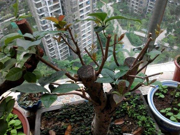 盆栽桂花怎么挽救,盆栽桂花落叶怎么补救视频