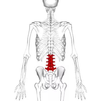 缓解腰疼腰肌劳损四个动作,下腰疼最快缓解方法腰肌劳损