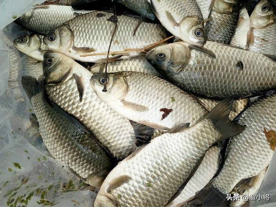 夏天用什么味型的酒米打窝,麝香味打窝酒米