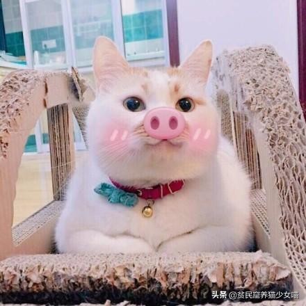 家中的猫咪很酷不理人，只要用对了方法，猫咪一叫就来