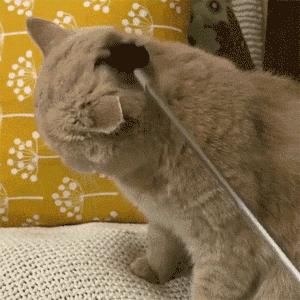 强撸猫灰飞烟灭,让猫咪上头的撸法