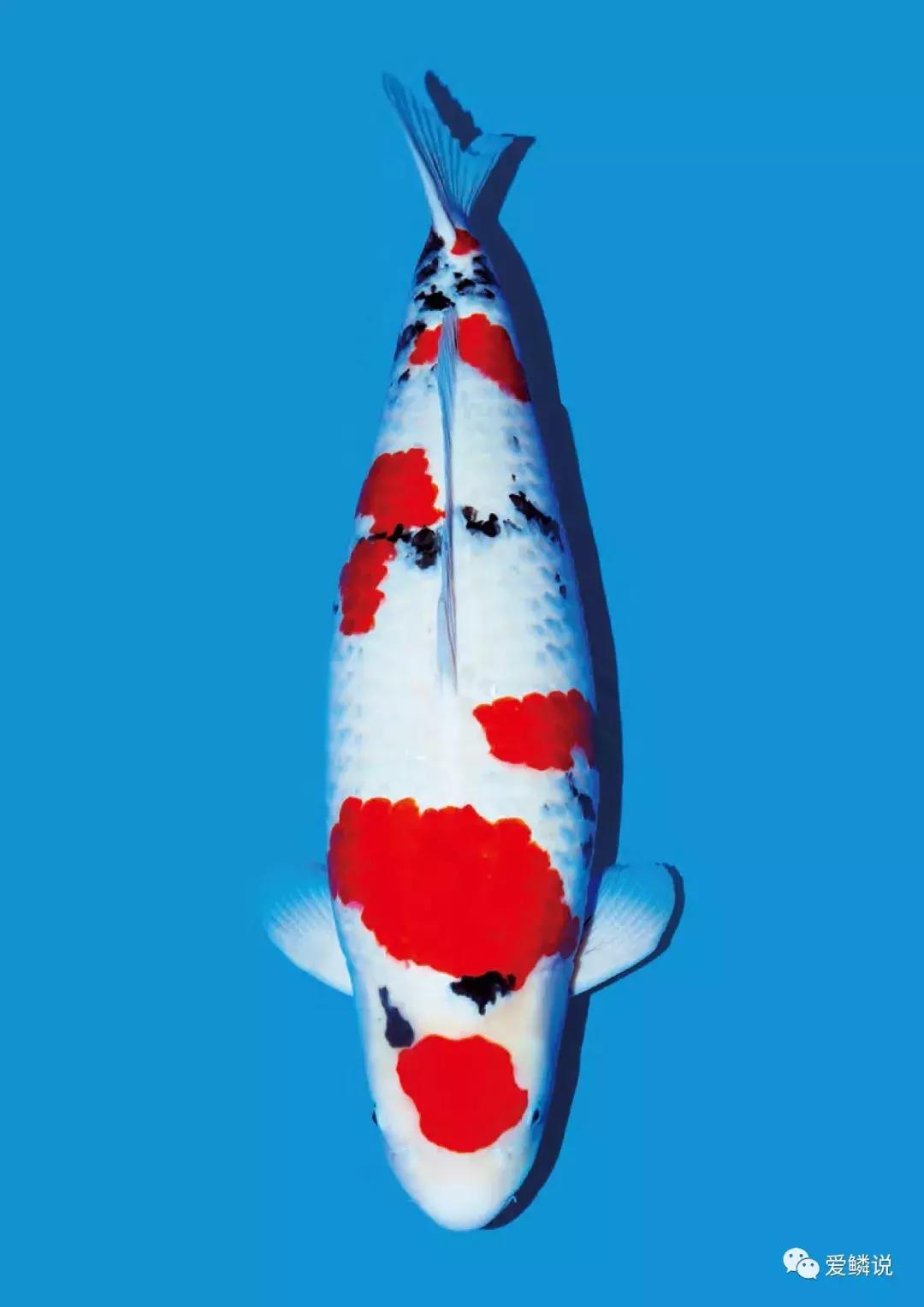 锦鲤喂食视频,锦鲤怎么能上手喂食