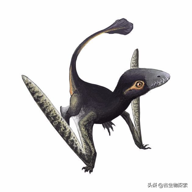 科学家发现恐龙的线索,翼龙会吃什么