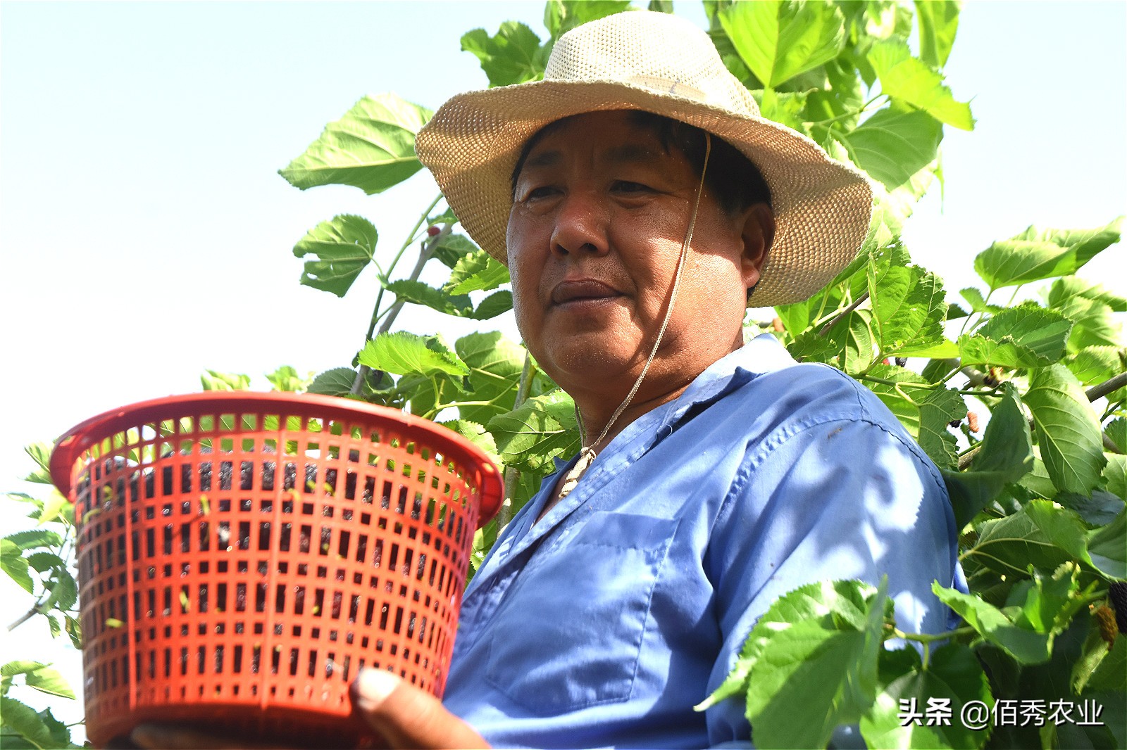 种桑葚能致富吗,农业种植致富项目桑葚