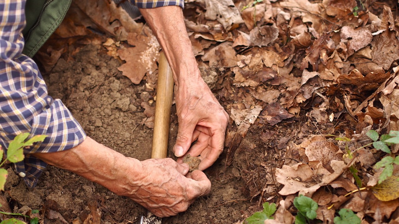 世界最贵蘑菇品种,世界上最贵蘑菇多少钱