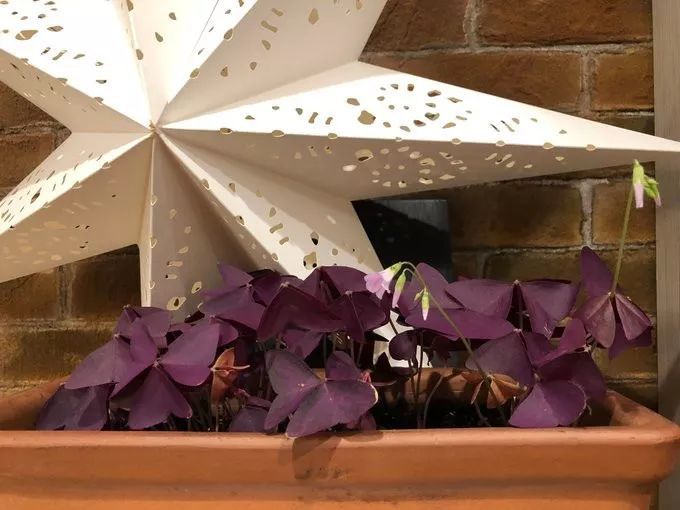 紫色幸运草养殖方法,紫色幸运草冬天怎么养护