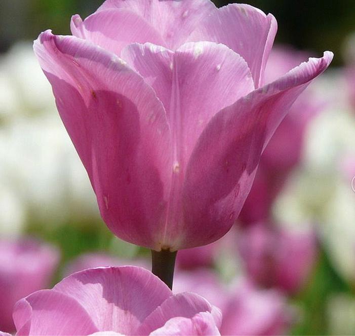 无土盆栽郁金香的方法及注意事项,盆栽郁金香注意事项