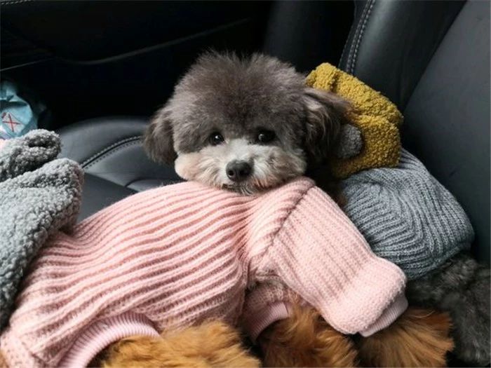 辟谣，铲屎官护手霜却是狗狗“毒药”？请避免爱犬接触木糖醇制品