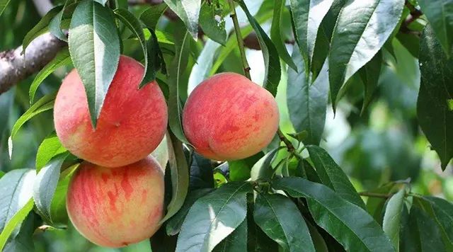 桃子和什么相克会中毒,食物相克大全西瓜和桃子