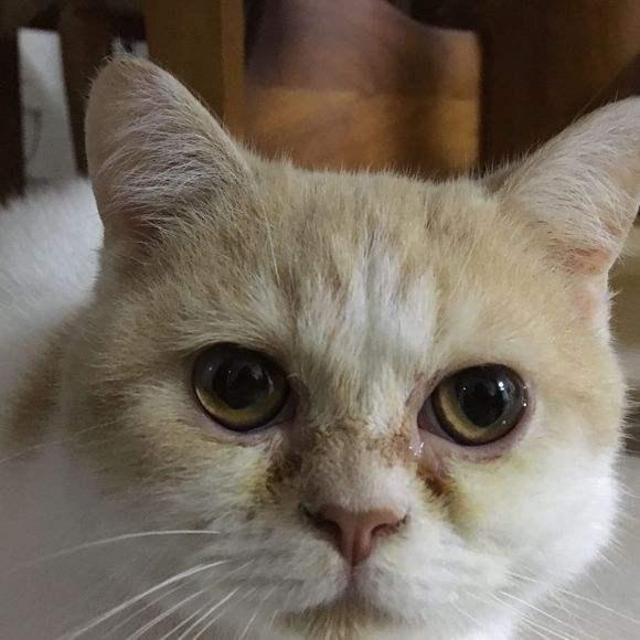 猫咪泪痕分泌物红棕色,猫咪的泪痕把毛染黄了
