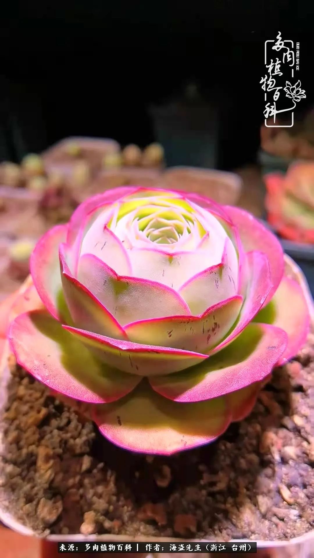 山地玫瑰养护顺口溜,山地玫瑰的养护种植注意事项视频