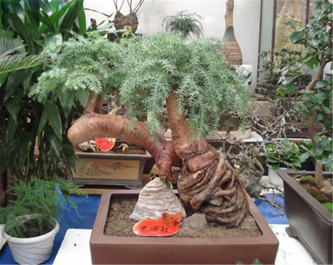 澳洲杉枯黄了还会活吗,澳洲杉怎么换盆后慢慢黄叶了