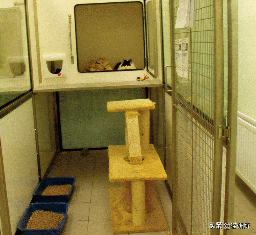 假期外出如何给猫咪找靠谱寄养,怎么找靠谱的猫咪寄养