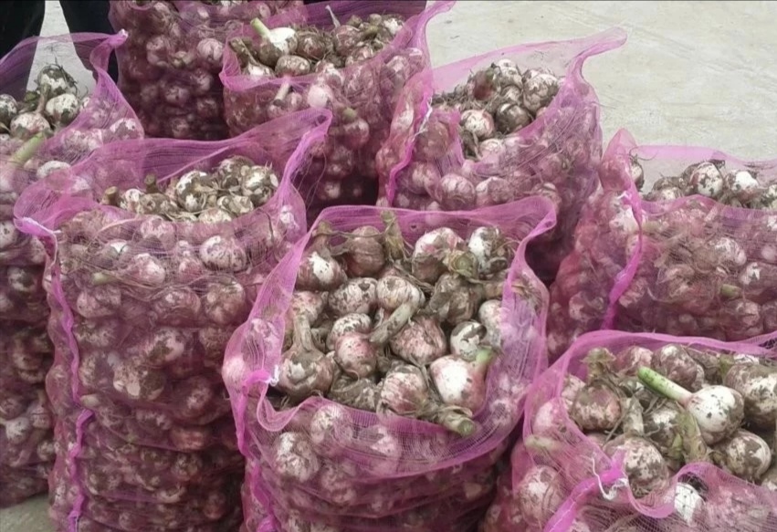 大蒜蒜薹价格今日行情,2023年大蒜价格今日行情