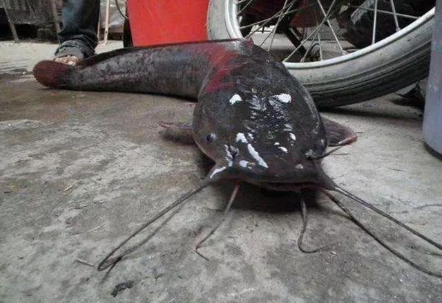 捕获巨型黄金鱼,山东捕获黄金鲶鱼