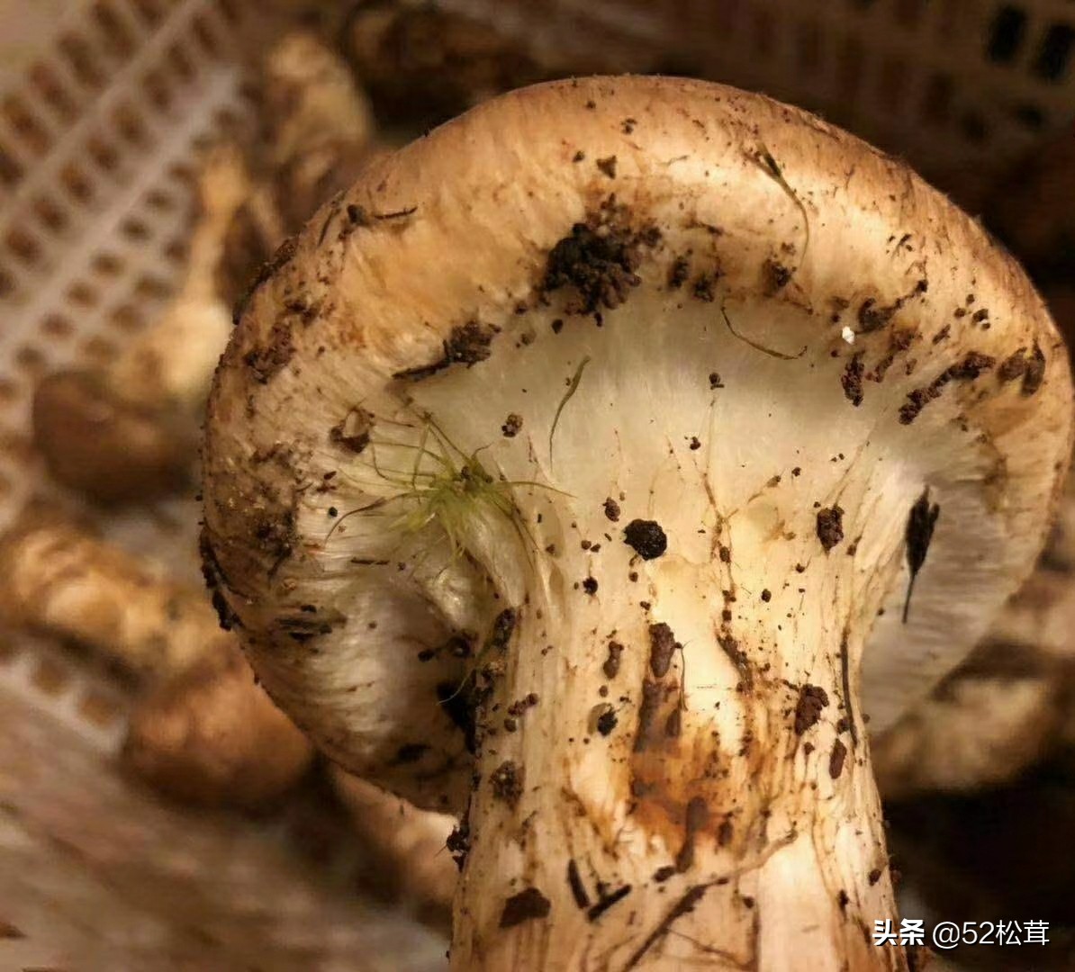 松茸刺身松茸洗不洗,松茸解冻了后怎么洗