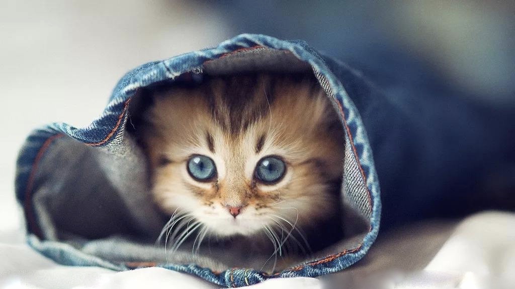 向猫学习吧：做一个灵魂的舞者，让男人爱你到“欲罢不能”