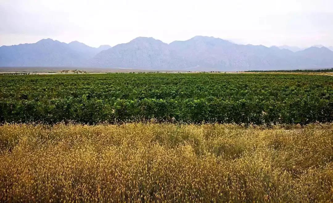 宁夏最低调城市,宁夏是一个非常美丽的地方