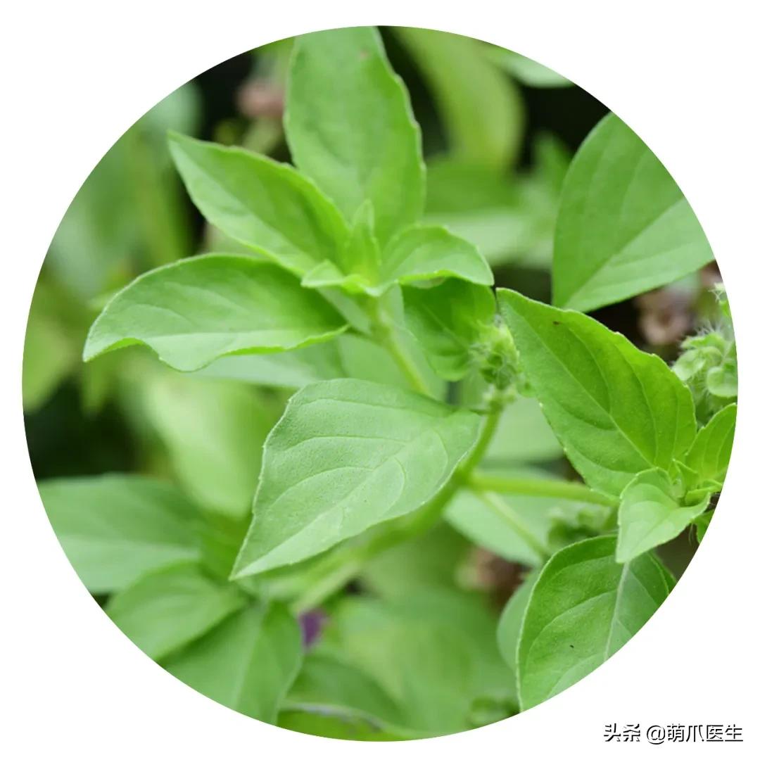 养了猫还适合养鹦鹉吗,养了猫还能养松鼠吗