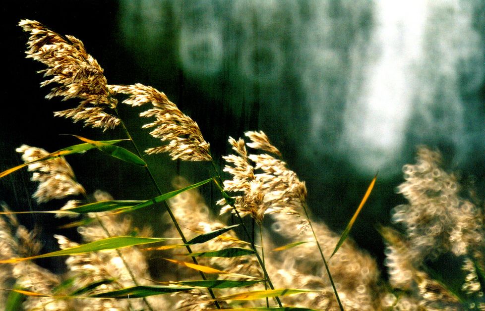 「词风雅韵」李瑾｜一剪梅二十阕