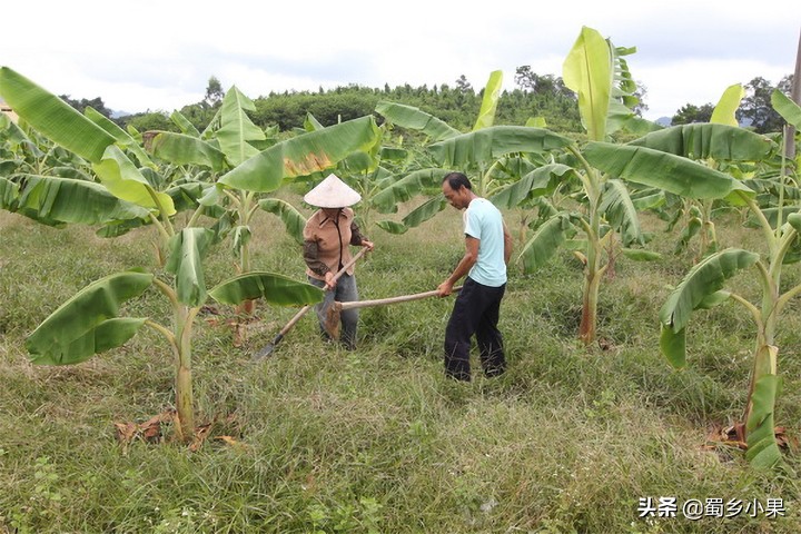 香蕉黑星病的发病规律,香蕉黑星疫病