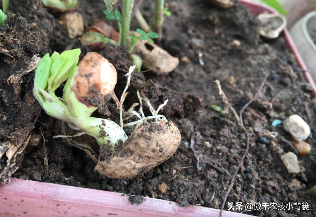 花生带壳播种比剥壳播种，真的更省工、省肥、病害少、产量高吗？