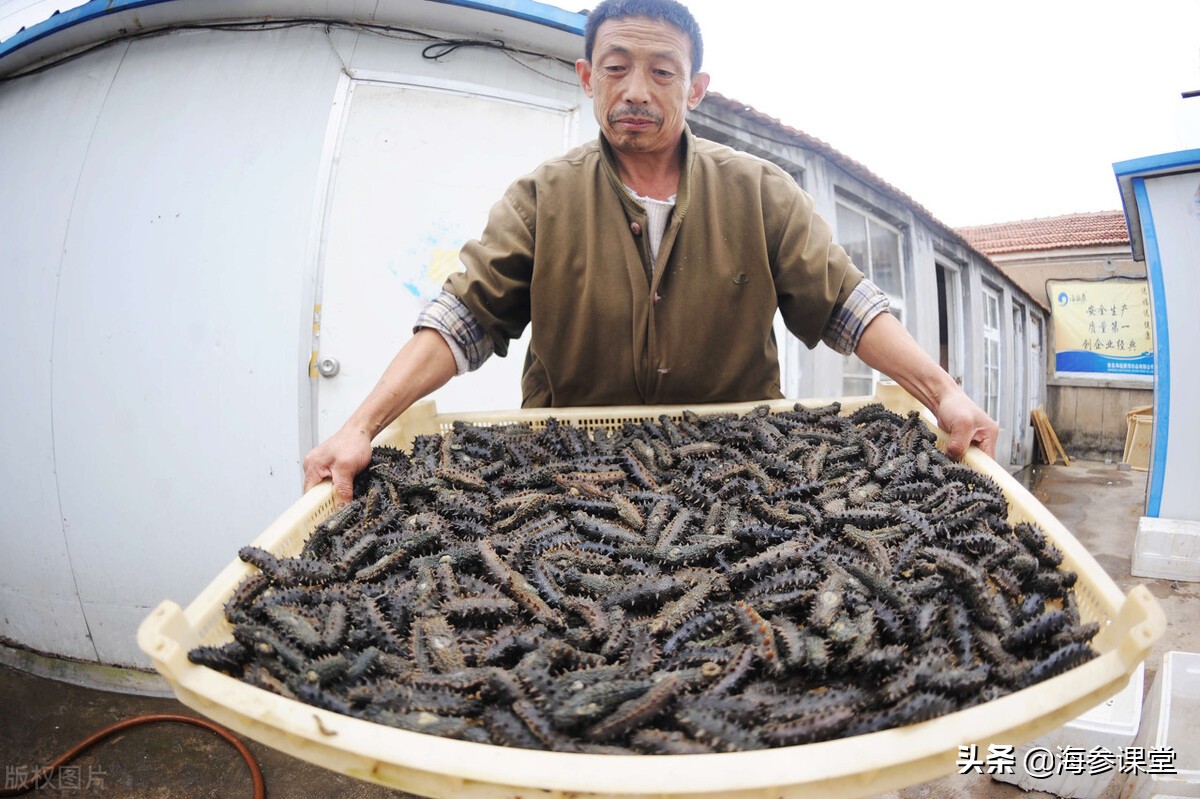 315海参质量问题,海参打假315