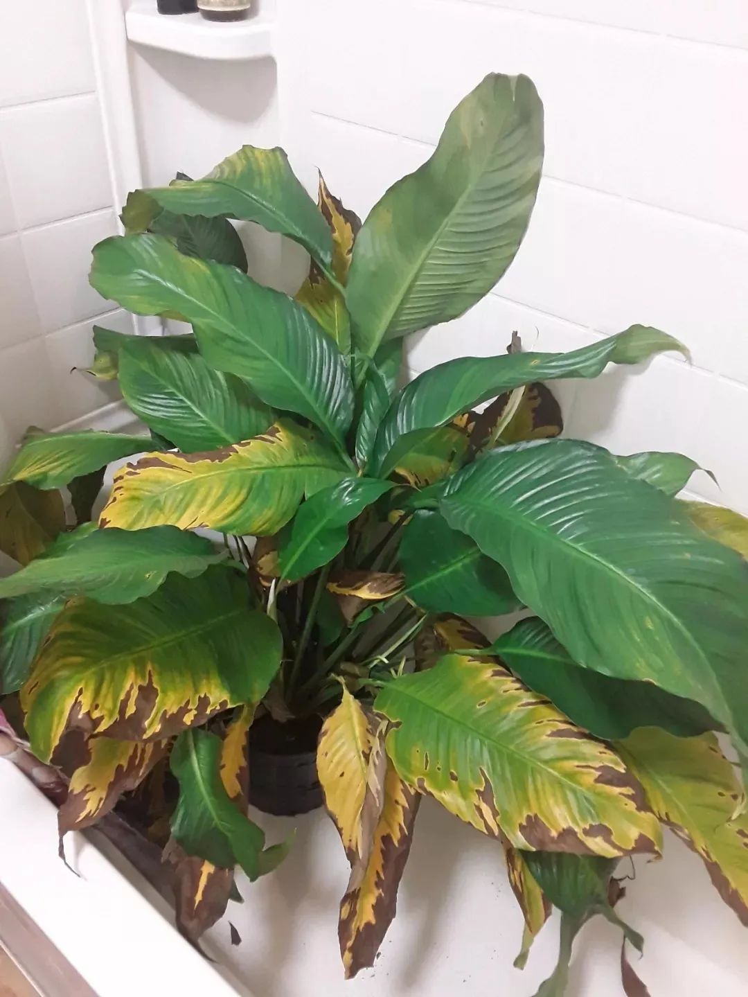 大植物叶子发黄干枯如何补救,四季青叶子发黄枯萎掉落怎么补救