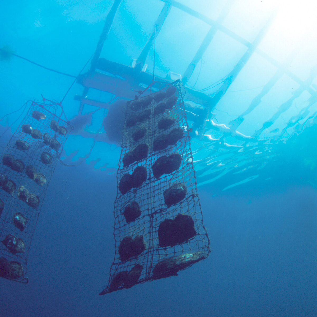 日本皇室罕见珠宝品牌,日本珍珠珠宝品牌有哪些